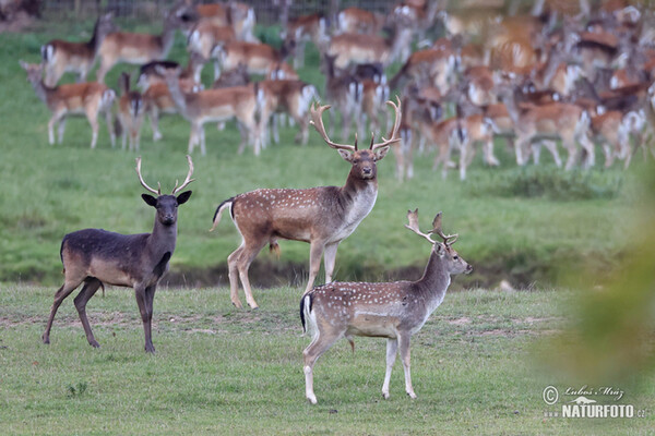 Fallow deer (Dama dama)