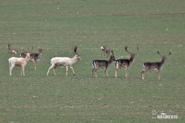 Fallow deer (Dama dama)