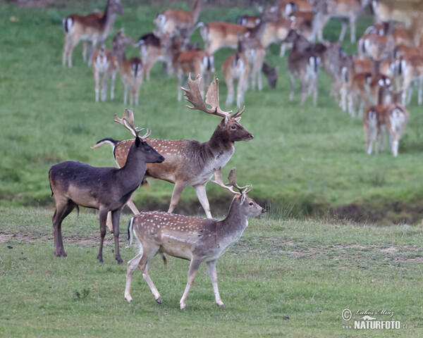 Fallow deer (Dama dama)