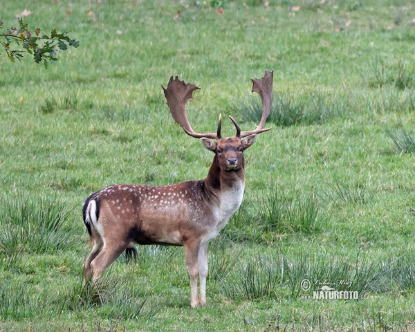 Fallow deer (Dama dama)