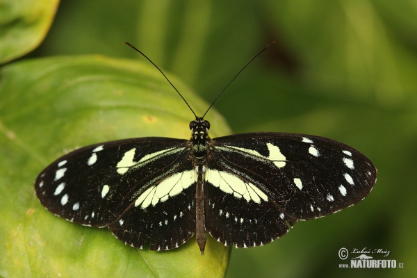 False zebra longwing (Heliconius atthis)