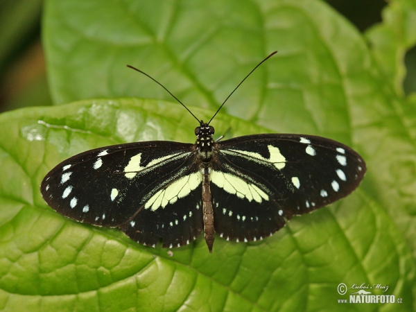 False zebra longwing (Heliconius atthis)