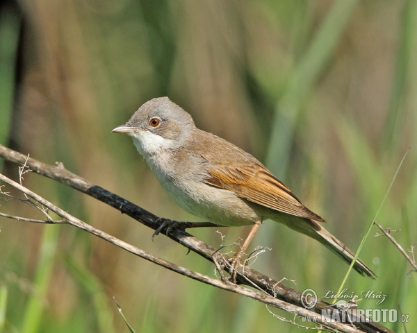 Fauvette grisette