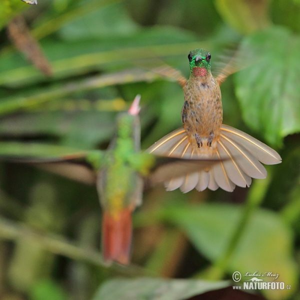 Fawn-breasted Brilliant (Heliodoxa rubinoides)