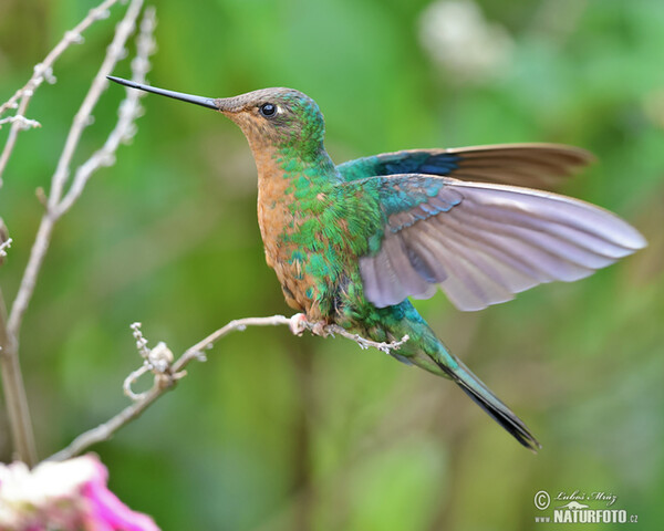 Fawn-breasted Brilliant (Heliodoxa rubinoides)