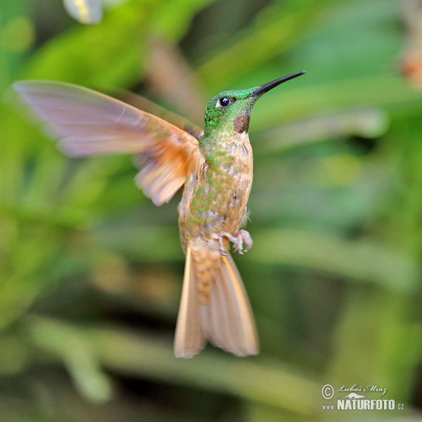 Fawn-breasted Brilliant (Heliodoxa rubinoides)