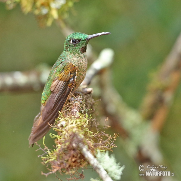 Fawn-breasted Brilliant (Heliodoxa rubinoides)