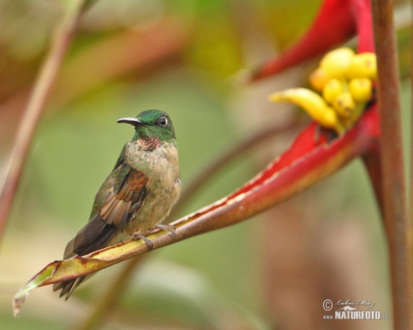 Fawn-breasted Brilliant (Heliodoxa rubinoides)