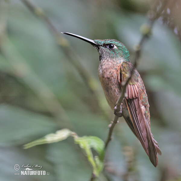 Fawn-breasted Brilliant (Heliodoxa rubinoides)