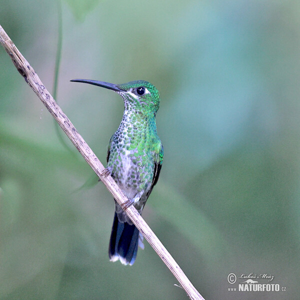 Fawn-breasted Brilliant (Heliodoxa rubinoides)