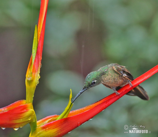 Fawn-breasted Brilliant (Heliodoxa rubinoides)