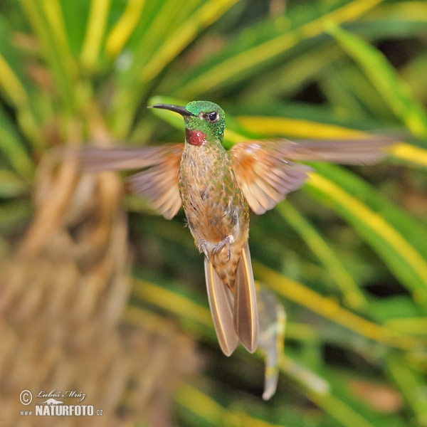 Fawn-breasted Brilliant (Heliodoxa rubinoides)