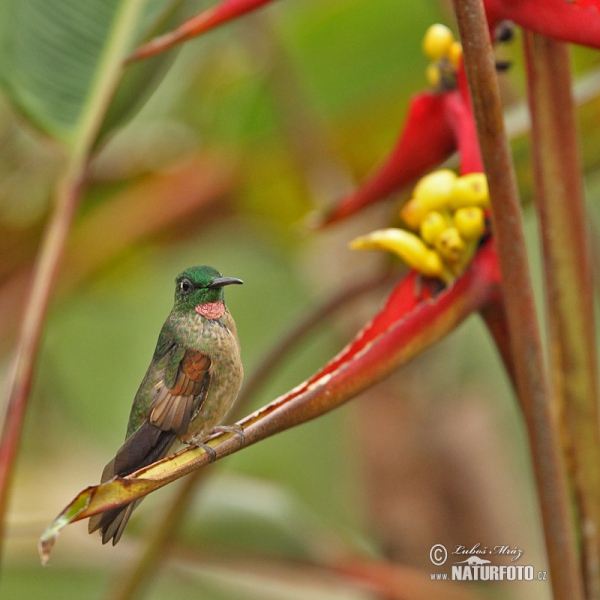 Fawn-breasted Brilliant (Heliodoxa rubinoides)