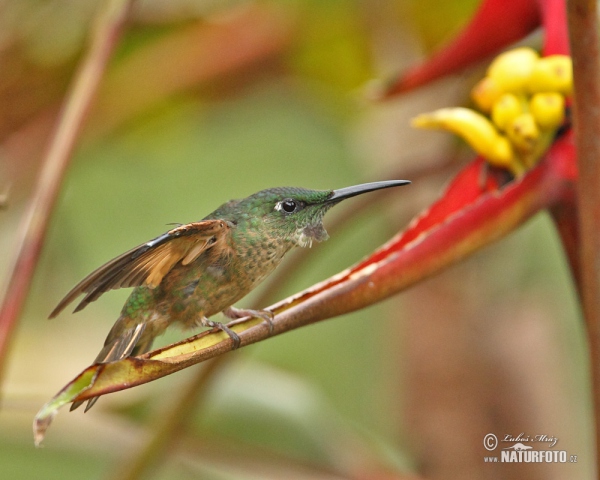 Fawn-breasted Brilliant (Heliodoxa rubinoides)