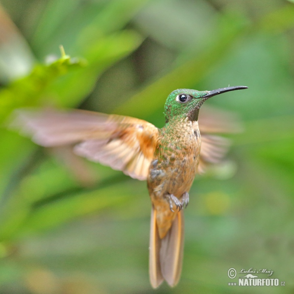 Fawn-breasted Brilliant (Heliodoxa rubinoides)