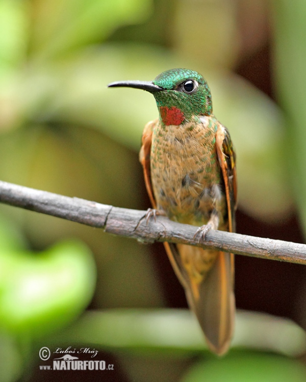 Fawn-breasted Brilliant (Heliodoxa rubinoides)