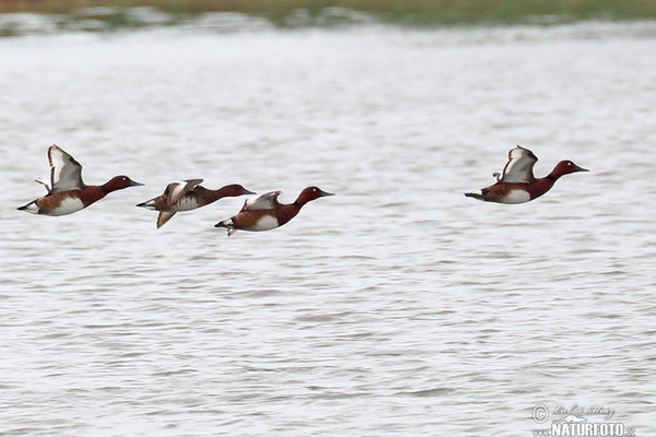 Ferruginous Duck (Aythya nyroca)