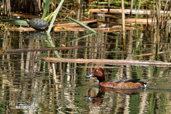 Ferruginous Duck (Aythya nyroca)