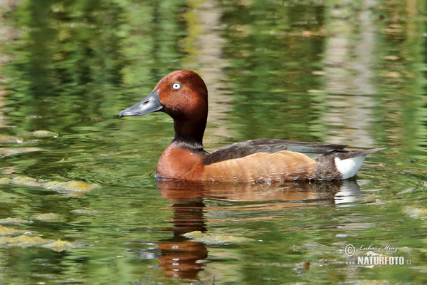 Ferruginous Duck (Aythya nyroca)