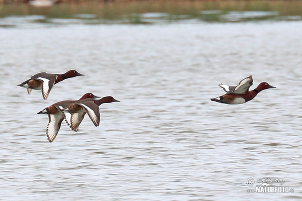 Ferruginous Duck (Aythya nyroca)