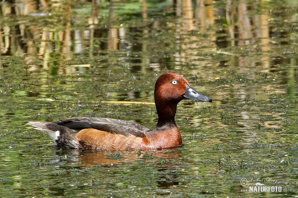 Ferruginous Duck (Aythya nyroca)