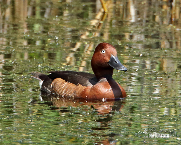 Ferruginous Duck (Aythya nyroca)