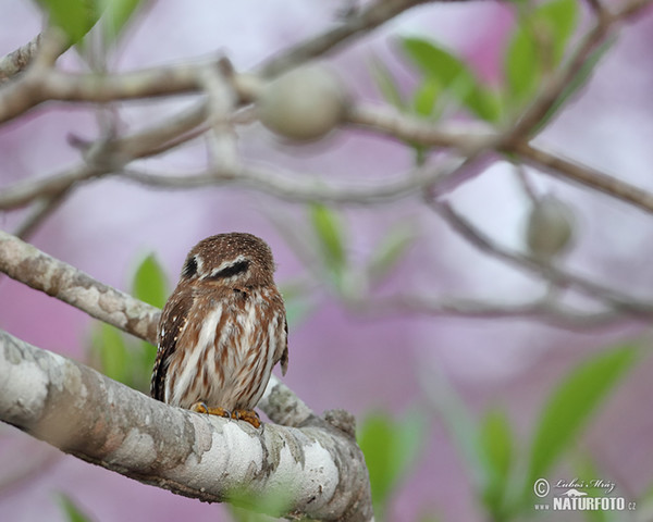 Ferruginous Pygmy-Owl (Glaucidium brasillianum)