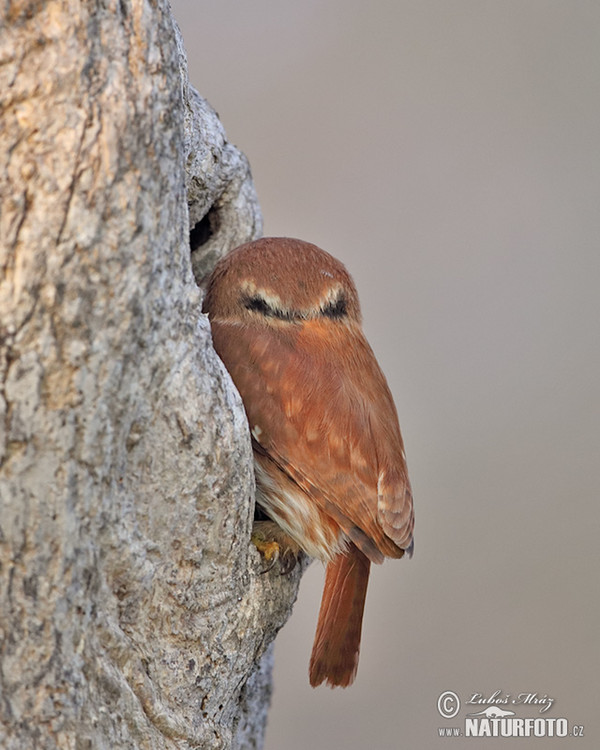 Ferruginous Pygmy-Owl (Glaucidium brasillianum)