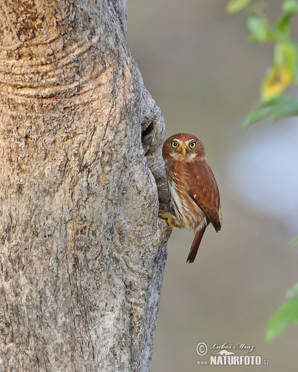 Ferruginous Pygmy-Owl (Glaucidium brasillianum)