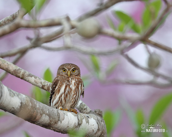 Ferruginous Pygmy-Owl (Glaucidium brasillianum)