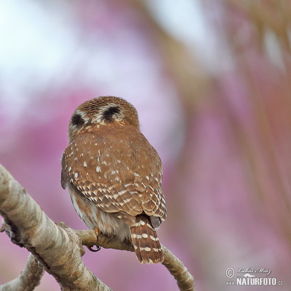 Ferruginous Pygmy-Owl (Glaucidium brasillianum)