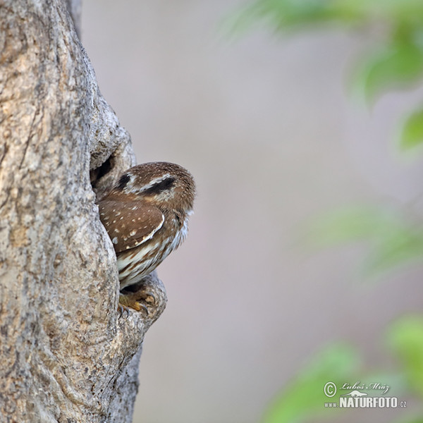 Ferruginous Pygmy-Owl (Glaucidium brasillianum)