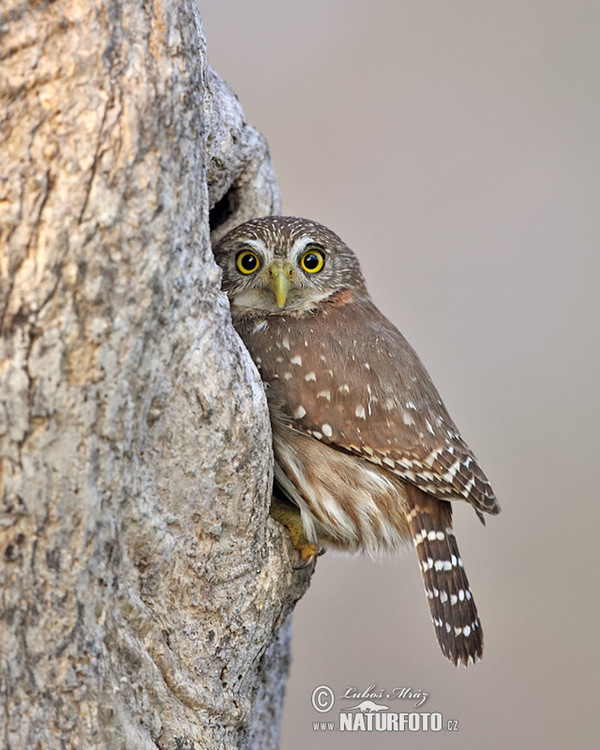 Ferruginous Pygmy-Owl (Glaucidium brasillianum)