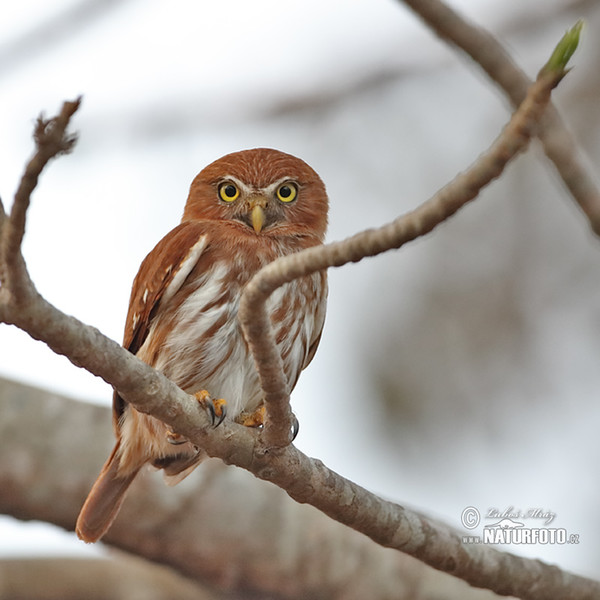 Ferruginous Pygmy-Owl (Glaucidium brasillianum)