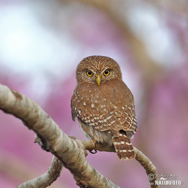 Ferruginous Pygmy-Owl (Glaucidium brasillianum)