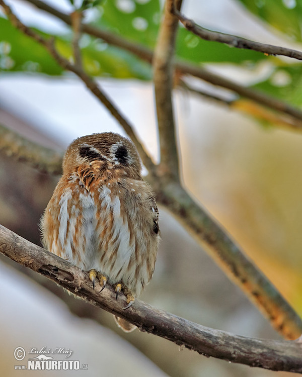 Ferruginous Pygmy-Owl (Glaucidium brasillianum)