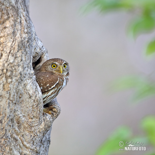 Ferruginous Pygmy-Owl (Glaucidium brasillianum)