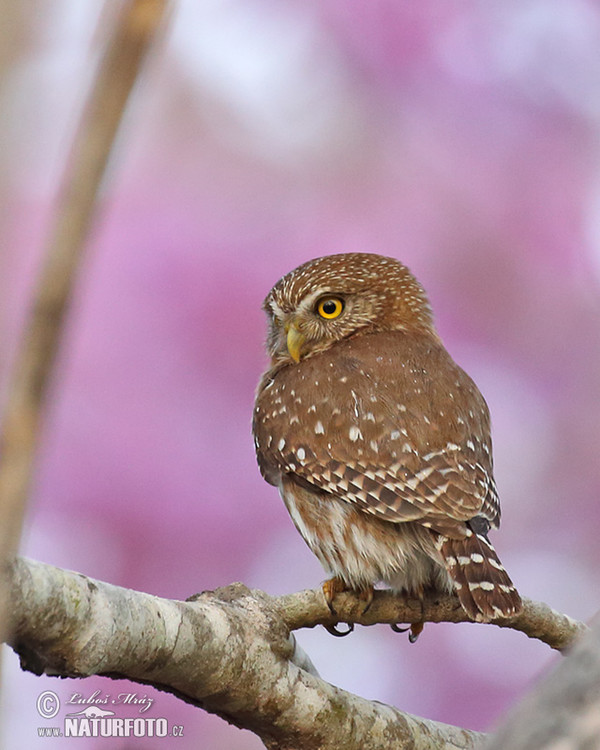 Ferruginous Pygmy-Owl (Glaucidium brasillianum)