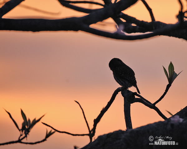 Ferruginous Pygmy-Owl (Glaucidium brasillianum)