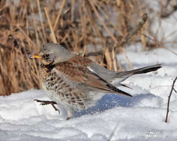 Fieldfare (Turdus pilaris)