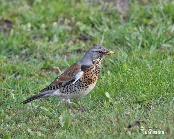 Fieldfare (Turdus pilaris)