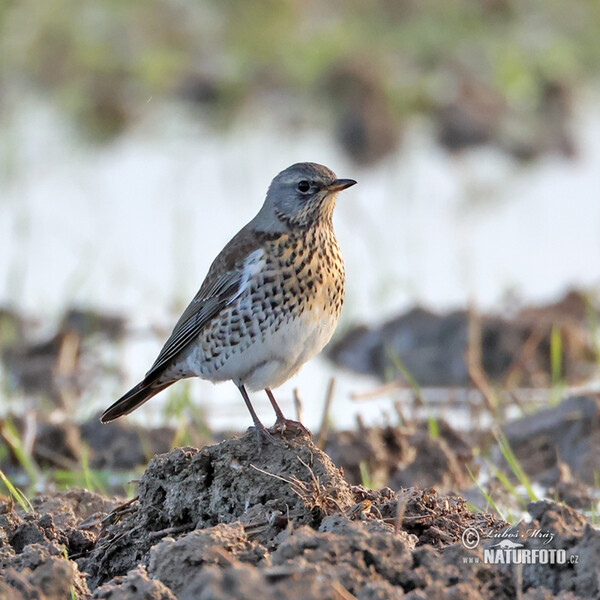 Fieldfare (Turdus pilaris)