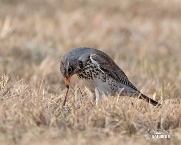 Fieldfare (Turdus pilaris)