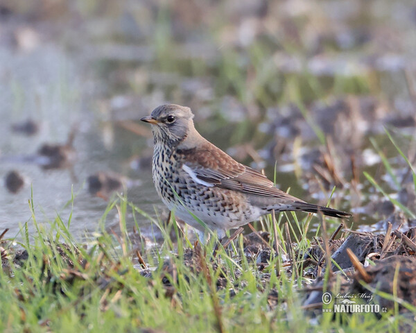 Fieldfare (Turdus pilaris)