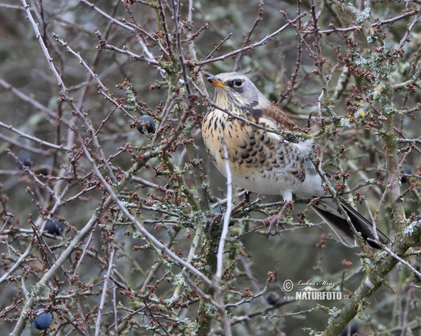 Fieldfare (Turdus pilaris)