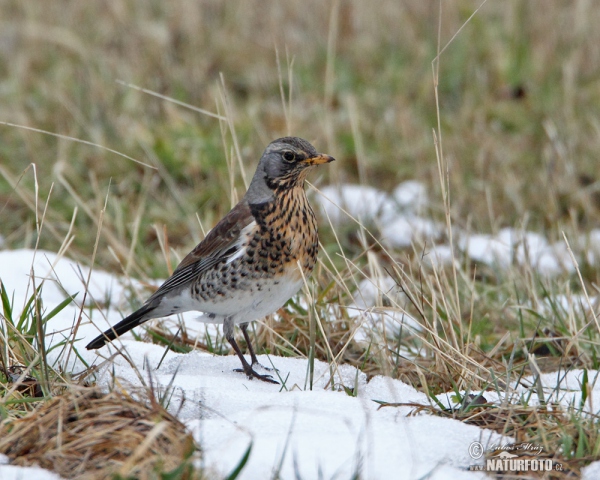 Fieldfare (Turdus pilaris)