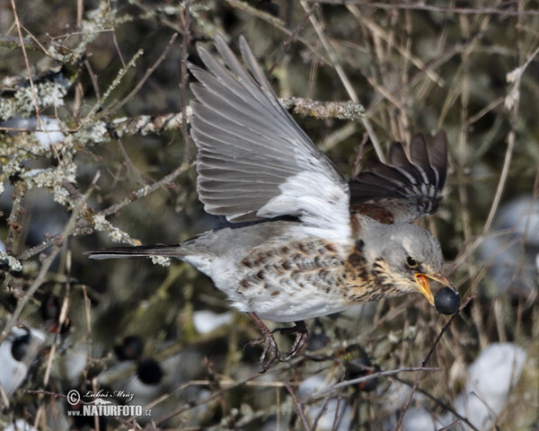 Fieldfare (Turdus pilaris)