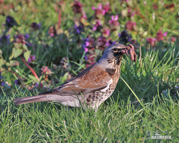 Fieldfare (Turdus pilaris)