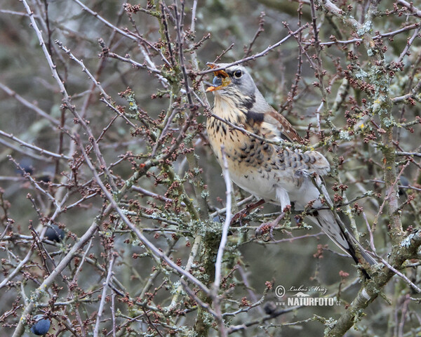 Fieldfare (Turdus pilaris)