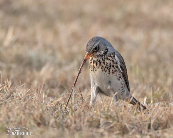 Fieldfare (Turdus pilaris)